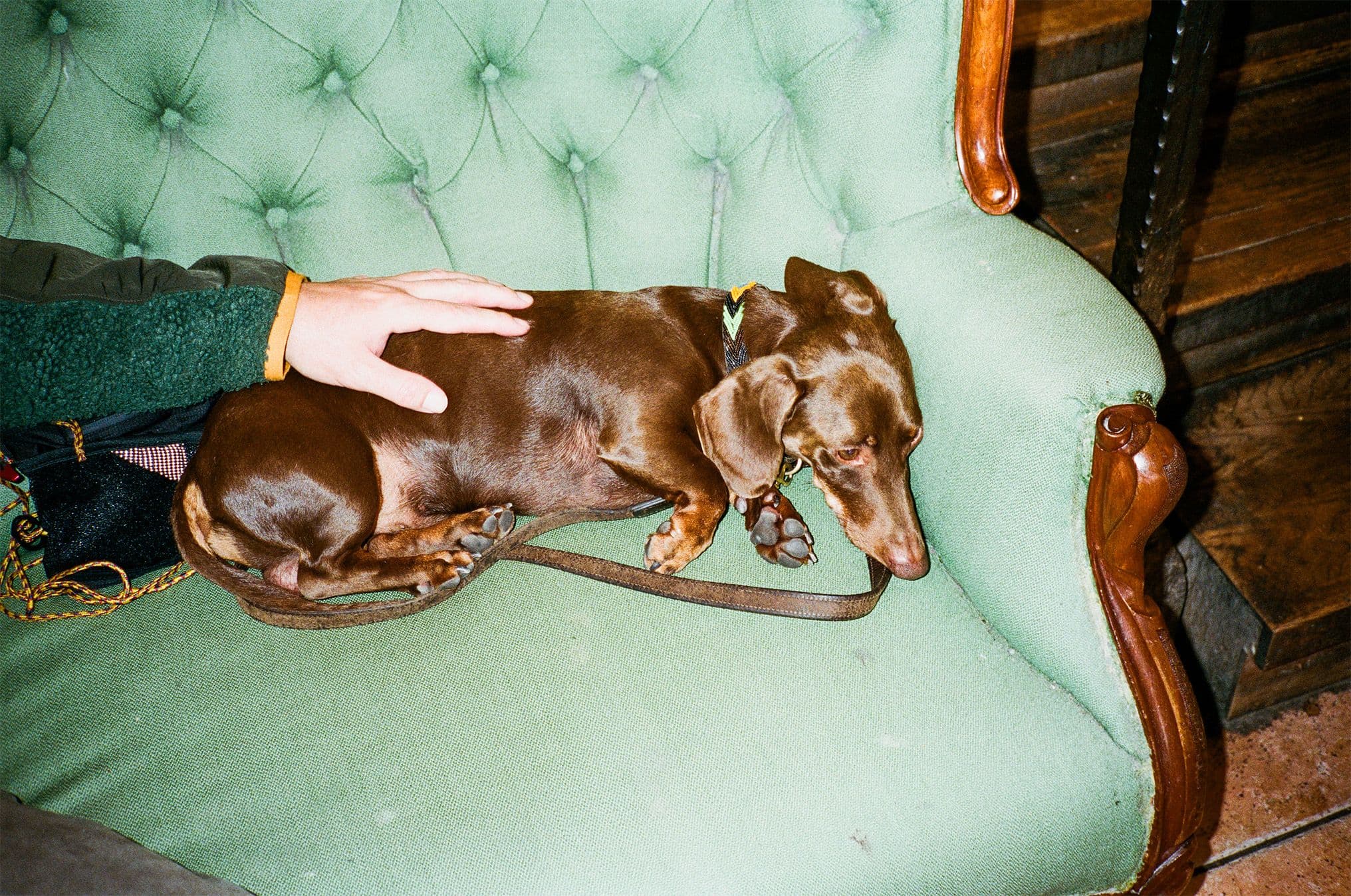 Man klappar tax på grön soffa