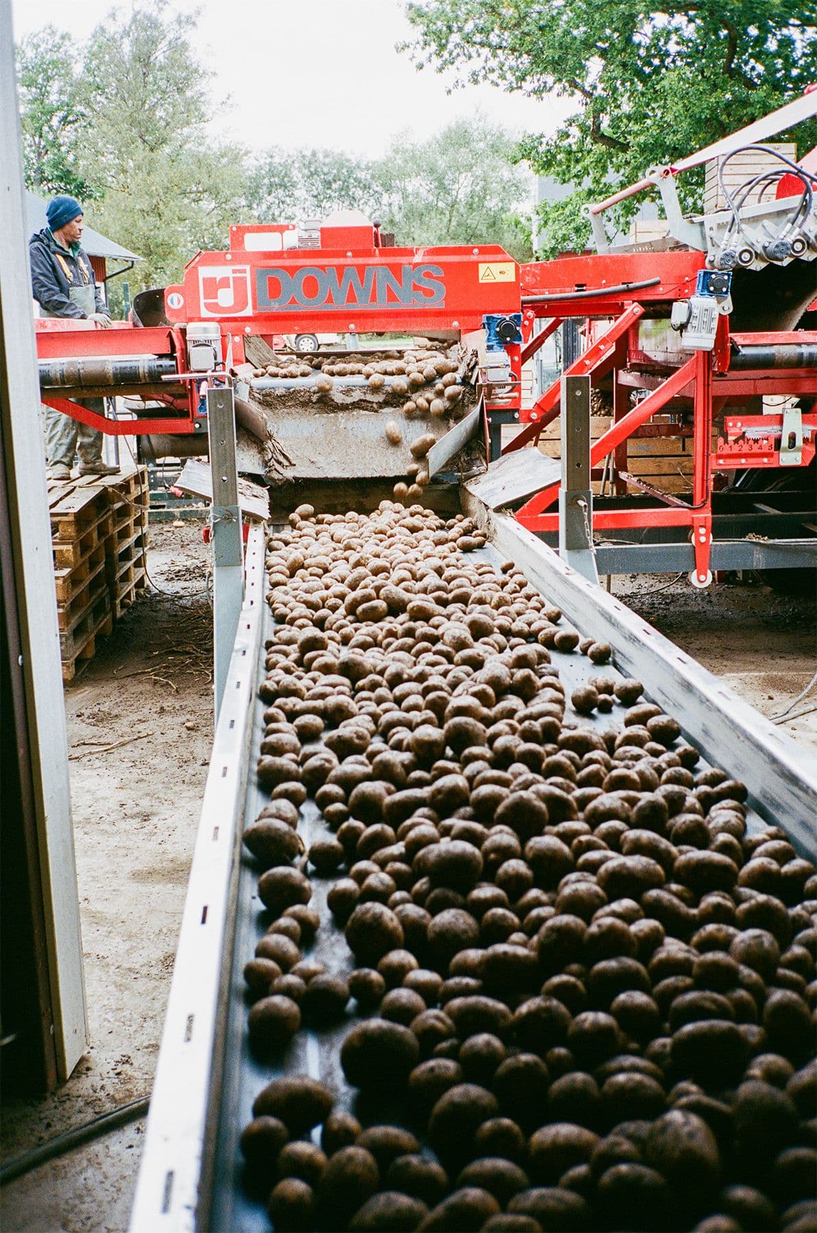 Potatis på band maskin