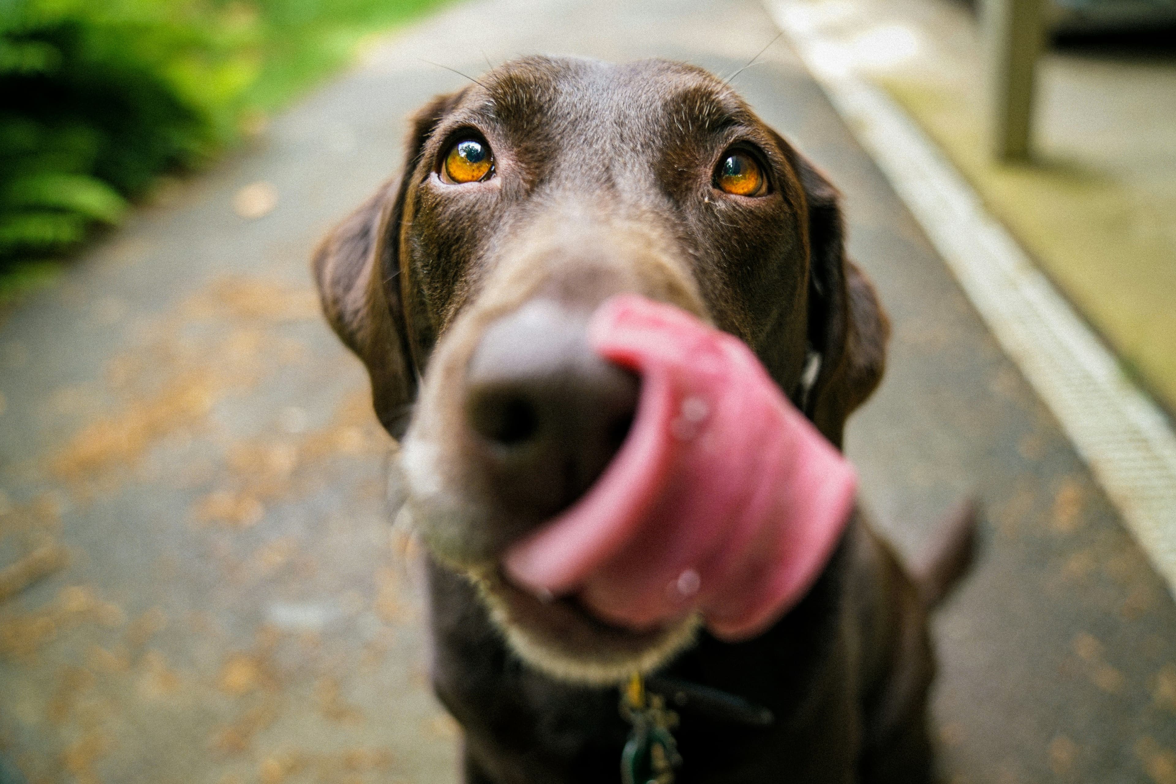 Dog lick
