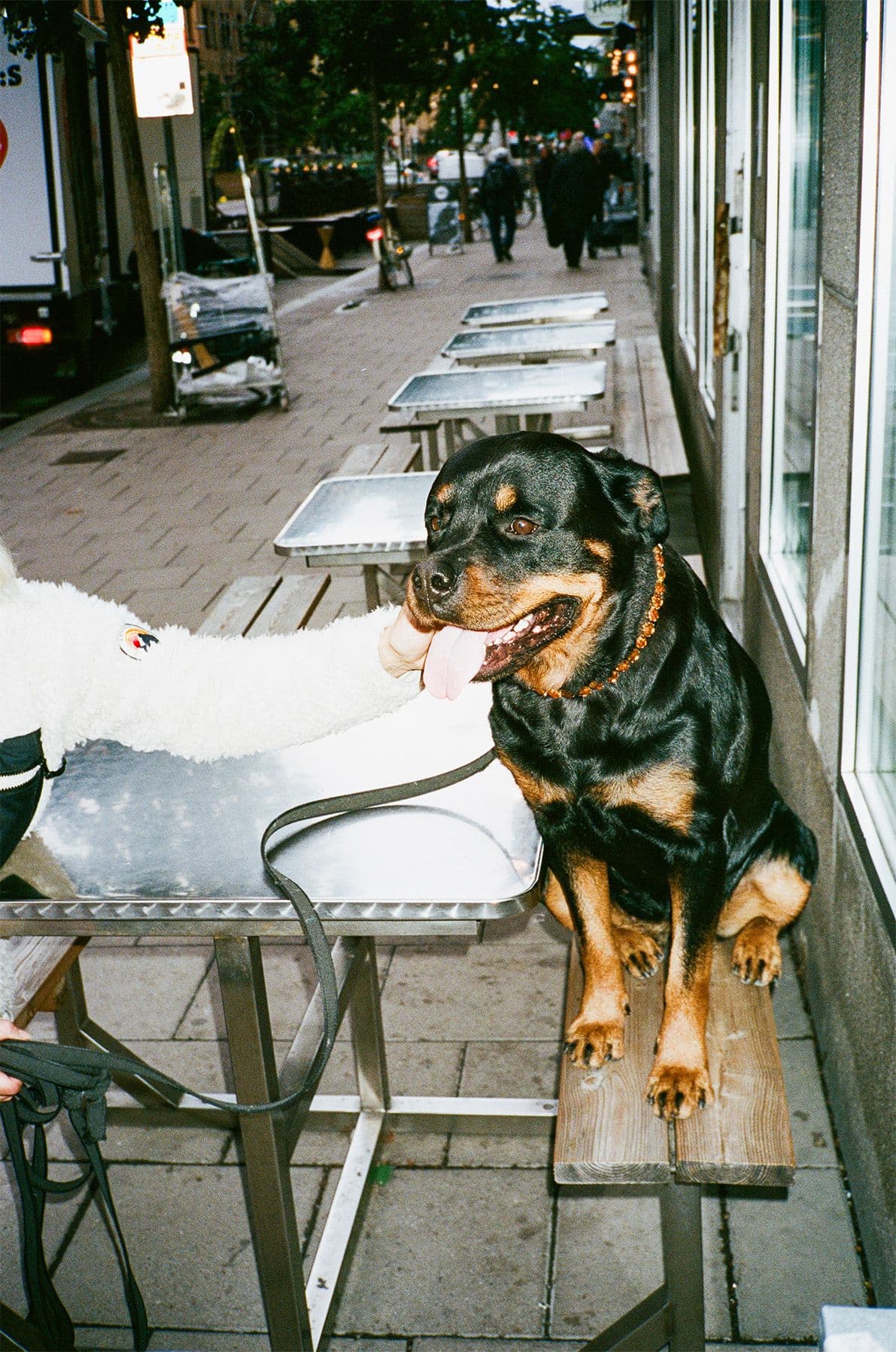 Rottweiler hund på sitter på bänk