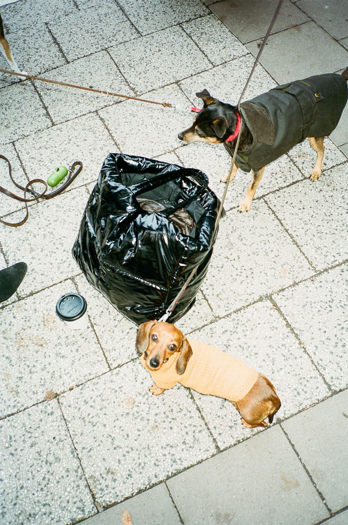 Tax och en till hund på gatan med en påse och kaffemugg